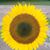 Pamela Vicknair's profile image