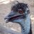 Yancy York's profile image