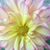 Nona Thompson's profile image