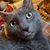 Kathy Montes-Iannolo's profile image