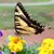 Carol St Sauveur Ferris's profile image