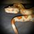 Shara Louise's profile image