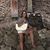 Carol Buonfiglio's profile image
