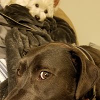 Laura Clark's profile image