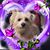 Ericka Cacchillo's profile image