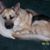 Carol Koenig's profile image