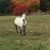 Tammy Hervas Rose's profile image