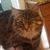 Amy Howell Harris's profile image