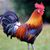 Larry Ambrosius's profile image