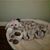 Carol Terceira Campbell's profile image
