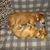 Dayna P. Nichols's profile image