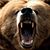 Grizzly D-bear's profile image