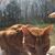 Tripper Triboletti's profile image