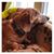 Sue Palmer Greentree's profile image