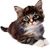 Nancy Tucholski's profile image