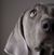 Richard Krug's profile image