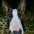 Tonya Leeson's profile image