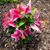 Lorrie Neuharth's profile image