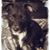 Mindy Zmaj Lewis's profile image
