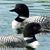 Susan E Jeffries's profile image