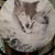 R Marie Walsh's profile image