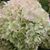 Adrianne Luft's profile image