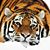 Nelia Azevedo's profile image