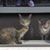 Mary Plass Dingess's profile image