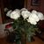 Carmen Opsahl's profile image