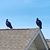 David M. Robel's profile image