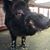 Margaret York Mitchell's profile image