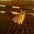 Sharyn Onuschak's profile image