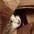 Tammy Roehrs's profile image