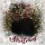 Tracey Gubbins's profile image