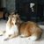 Diane Salvatore Tartaglia's profile image