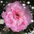 Kassie Perko's profile image