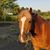 Michele Tantillo's profile image