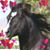 Susan Killian's profile image