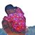 Nicholas Fortner's profile image
