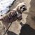 Elna Pizighelli's profile image