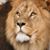 Moodle Hennie's profile image