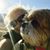 Kyra Semler Rodgers's profile image
