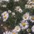 Dorothy Collins Renadette's profile image