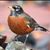 Robbin Montgomery's profile image