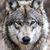 Kelly Allen Petersen's profile image