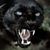Giovanni Scarpelliti's profile image