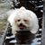 Tomica Beauchene's profile image