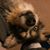 Dini Buechting's profile image