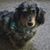 Sharon Kuropatsky's profile image