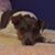 Jamie Simmons Kozemko's profile image